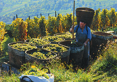 WEINLESE.JPG (86714 Byte)
